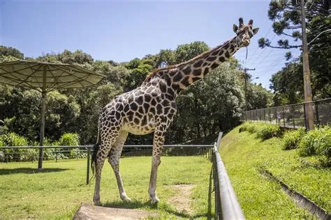 Il Parco Zoologico de Curitiba: Un'Oasi di Fauna e Flora nel Cuore del Paraná!